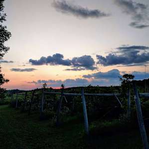 Prairie Woods Farm Vineyard Camp