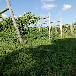Prairie Woods Farm Vineyard Camp