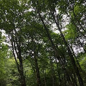 Gorgeous tall grove of trees towering over the campsite.