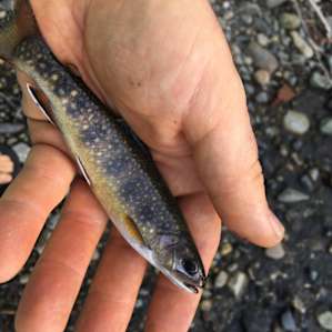 Brookies