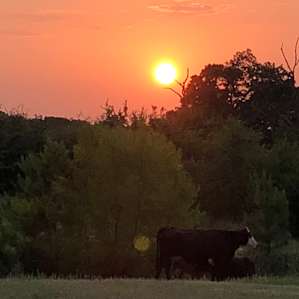 Beautiful sunset with the cows.