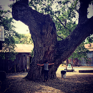 Some trees with great stories