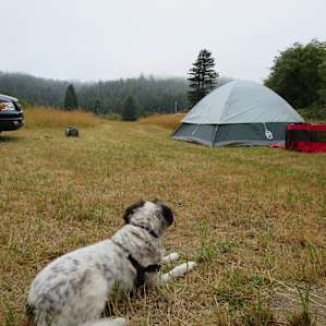 The dogs loved it. We really enjoyed the light morning rain that keeps everything so green.