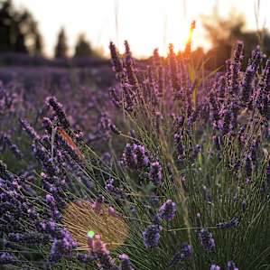 Lavender fields forever
