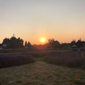 Lavender fields forever