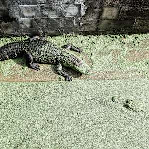animal alligator