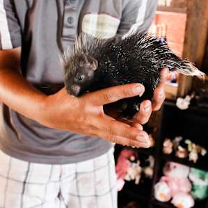 animal porcupine