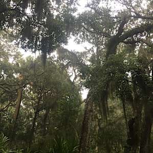 Nicely shaded campsites. Just keep eyes open for spider webs. They survived the rain storms, no problem! So awesome. I should’ve got a picture ;)