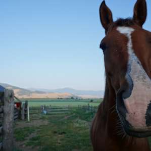 Friendly horse!