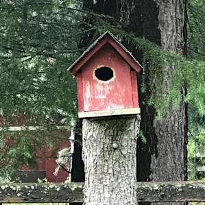 birdhouse in your soul