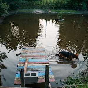 Pups hanging out by the great dock