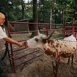 Handfeeding longhorns marking off all of the Texas stereotypes