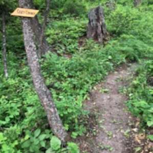 Primitive Forested Tent Sites