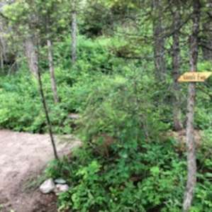 Primitive Forested Tent Sites