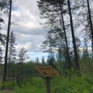 Primitive Forested Tent Sites