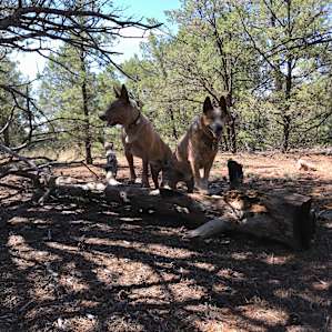 Buddy & Shane in the woods.