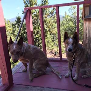 Buddy & Shane on a treehouse cabin porch.