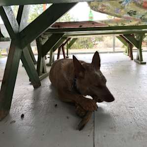 Buddy enjoying a stick in the open kitchen/eating area.