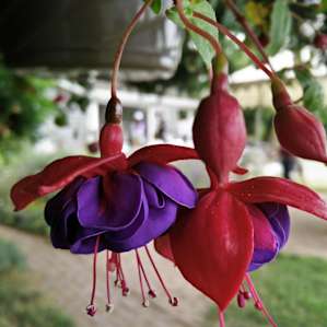 Just a little bit of fuchsia. The whole place us so charming.