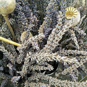 Dried lavender.