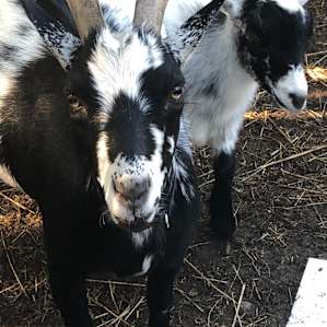 Tilly the goat.