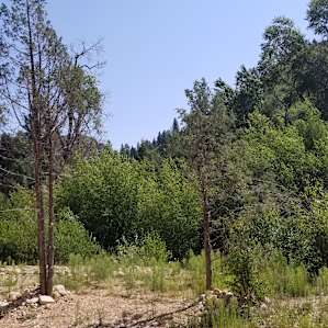 Campgrounds-- flowers and foliage
