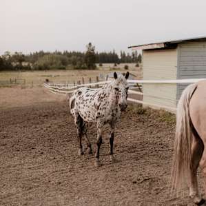 horse farm animal