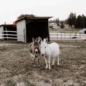 farm animal donkey