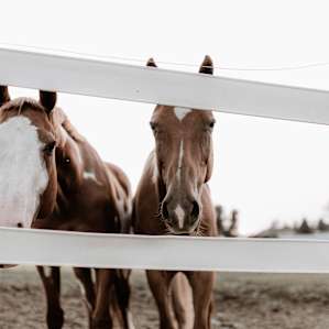 horse animal
