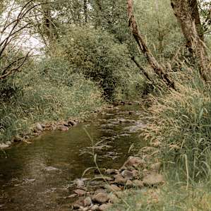 forest water