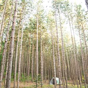 tent forest lodging