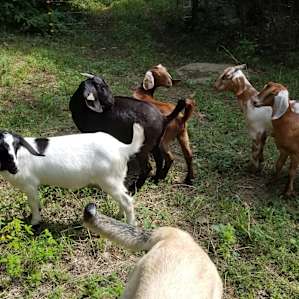 animal goats