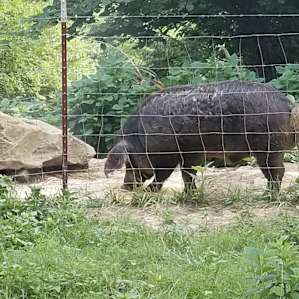 animal pig