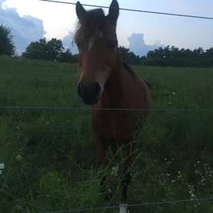 horse animal