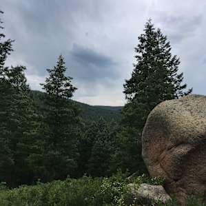 forest