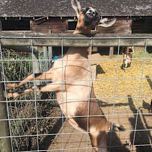 animal goat
