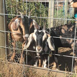 animal goat