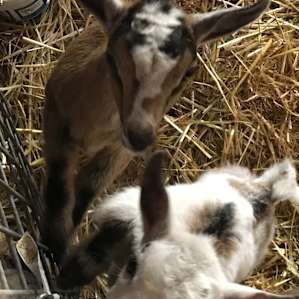 animal goat