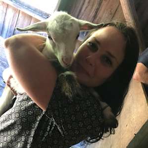 animal goat