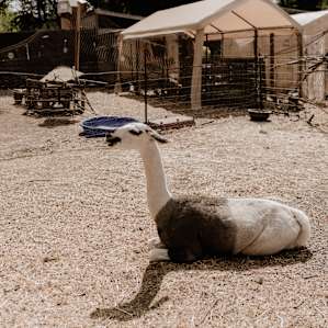 animal alpaca