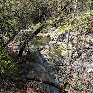 forest water