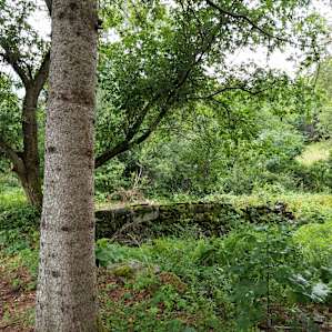 Old stone wall in back yard