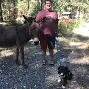 dog animal donkey