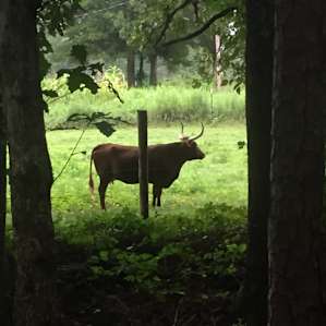 animal cow