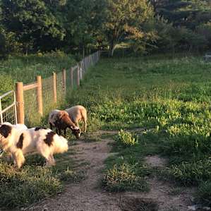 Dogs and sheep playing in the field!