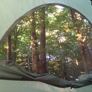 The view of the forest from inside my tent.