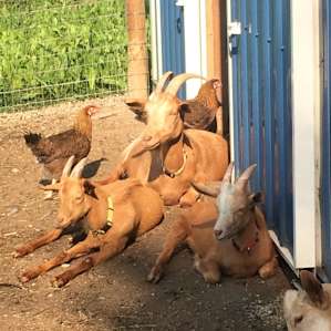 More happy animals.