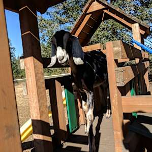 Horses, Forest, and Convenience
