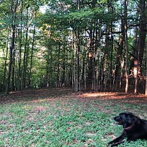Pine Forrest Glamping Tent
