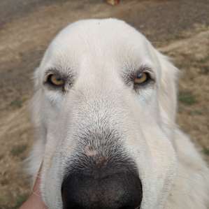 beautiful, gentle Zelda